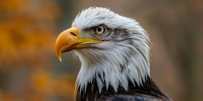 Eagle on a blurred background in the wild photo