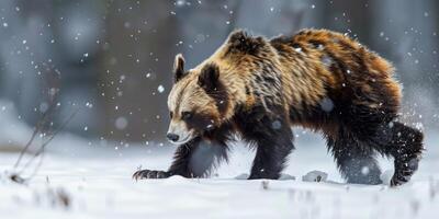 Wolverine in the wild photo