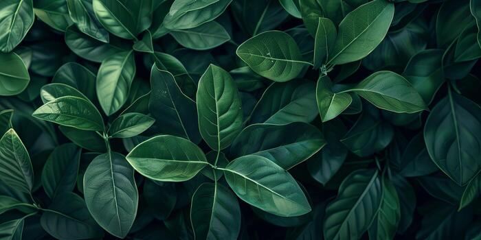 Abstract Botanical Florals background pattern photo