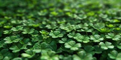 clover pattern texture Saint Patrick photo