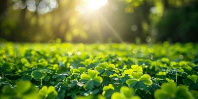 clover pattern texture Saint Patrick photo