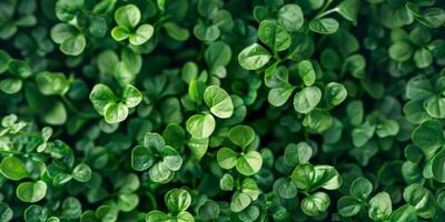 clover pattern texture Saint Patrick photo