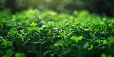 clover pattern texture Saint Patrick photo
