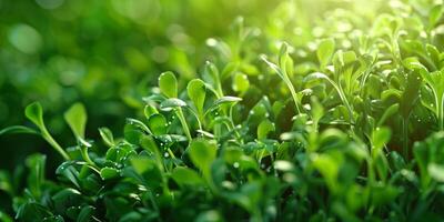 clover pattern texture Saint Patrick photo