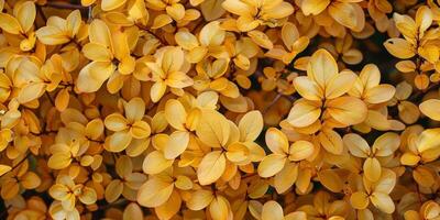 antecedentes de amarillo hojas foto