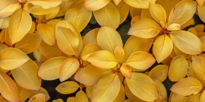 antecedentes de amarillo hojas foto