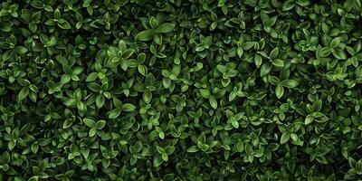 clover pattern texture Saint Patrick photo