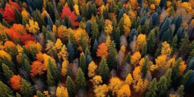 autumn forest bird's eye view photo