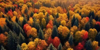 autumn forest bird's eye view photo