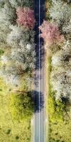 spring blossoms along the road view from above photo