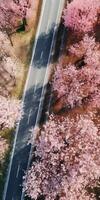 spring blossoms along the road view from above photo