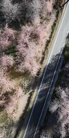 spring blossoms along the road view from above photo