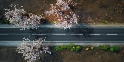 spring blossoms along the road view from above photo