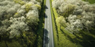 spring blossoms along the road view from above photo