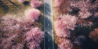 spring blossoms along the road view from above photo