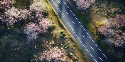 spring blossoms along the road view from above photo