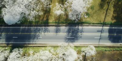 spring blossoms along the road view from above photo