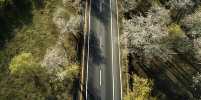 spring blossoms along the road view from above photo