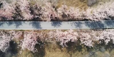 spring blossoms along the road view from above photo