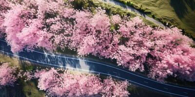 spring blossoms along the road view from above photo