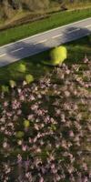 spring blossoms along the road view from above photo