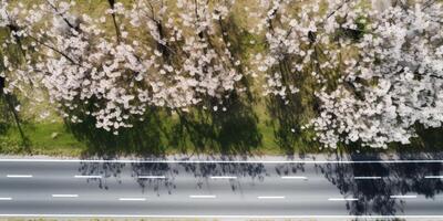 spring blossoms along the road view from above photo