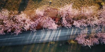 spring blossoms along the road view from above photo