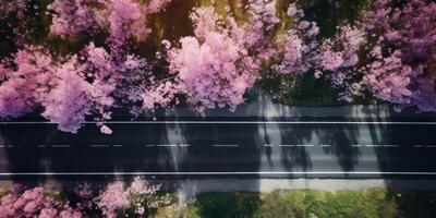 spring blossoms along the road view from above photo