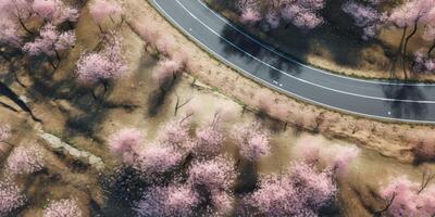 spring blossoms along the road view from above photo