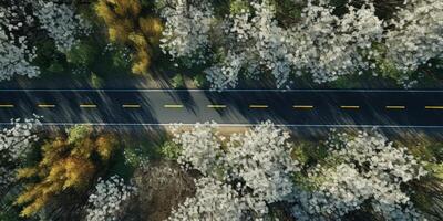 spring blossoms along the road view from above photo