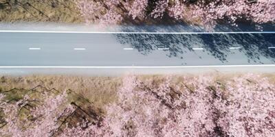 spring blossoms along the road view from above photo