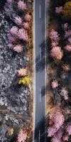 spring blossoms along the road view from above photo