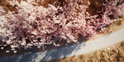 spring blossoms along the road view from above photo