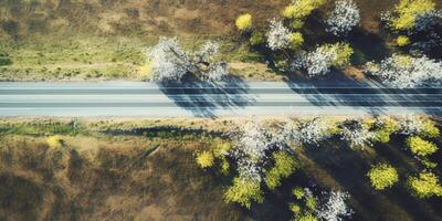 spring blossoms along the road view from above photo