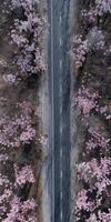 spring blossoms along the road view from above photo