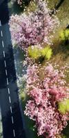 spring blossoms along the road view from above photo