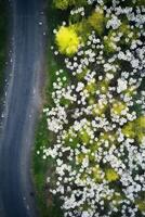 spring blossoms along the road view from above photo