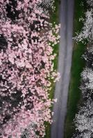 spring blossoms along the road view from above photo