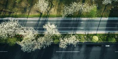 spring blossoms along the road view from above photo