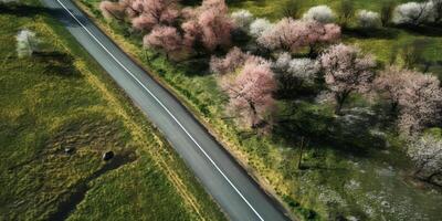 spring blossoms along the road view from above photo