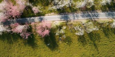 spring blossoms along the road view from above photo