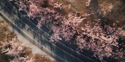 spring blossoms along the road view from above photo