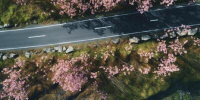 spring blossoms along the road view from above photo