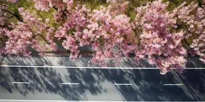 spring blossoms along the road view from above photo