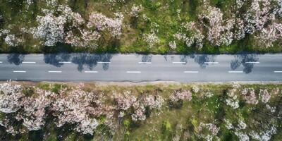 spring blossoms along the road view from above photo