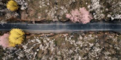 spring blossoms along the road view from above photo