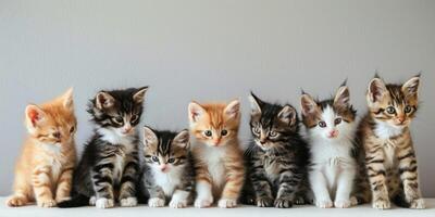 group of kittens of different colors on a light background photo