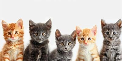 group of kittens of different colors on a light background photo