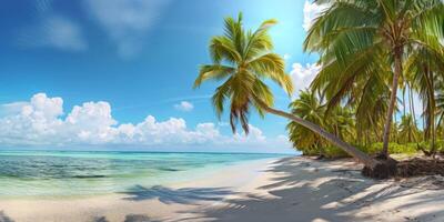 palm trees on the beach of the Cote d'Azur blue sky photo
