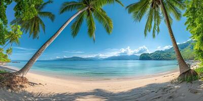 palm trees on the beach of the Cote d'Azur blue sky photo